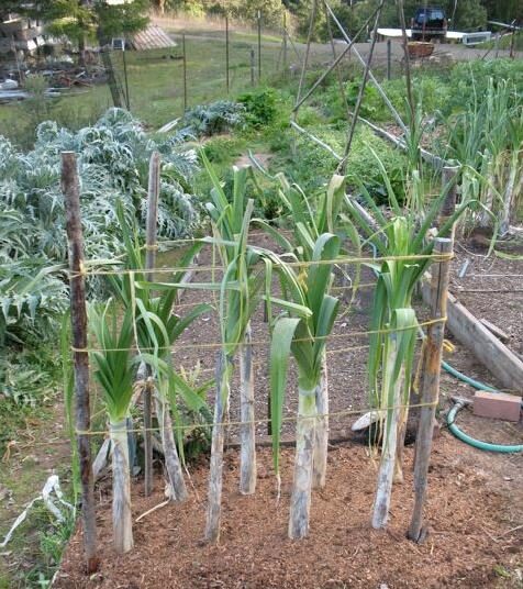 Allium ampeloprasum / Allium adscendens - Porrum Geant de Suisse, Wild Leek, Broadleaf Wild Leek, Giant Swiss Leek, Giant Swiss Leek Early Summer, Giant Leek - Image 7