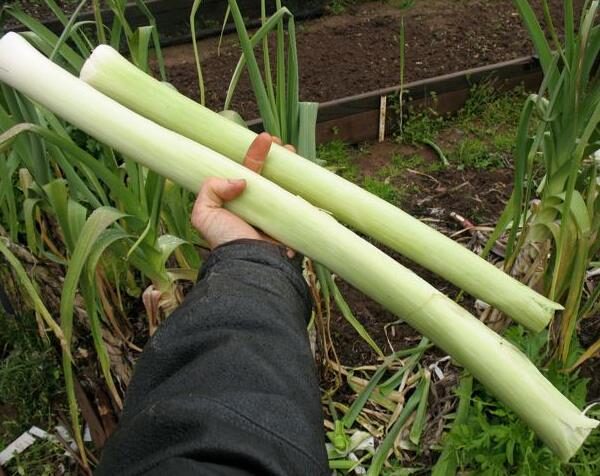 Allium ampeloprasum / Allium adscendens - Porrum Geant de Suisse, Wild Leek, Broadleaf Wild Leek, Giant Swiss Leek, Giant Swiss Leek Early Summer, Giant Leek - Image 8