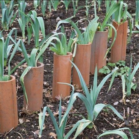 Allium ampeloprasum / Allium adscendens - Porrum Geant de Suisse, Wild Leek, Broadleaf Wild Leek, Giant Swiss Leek, Giant Swiss Leek Early Summer, Giant Leek - Image 9