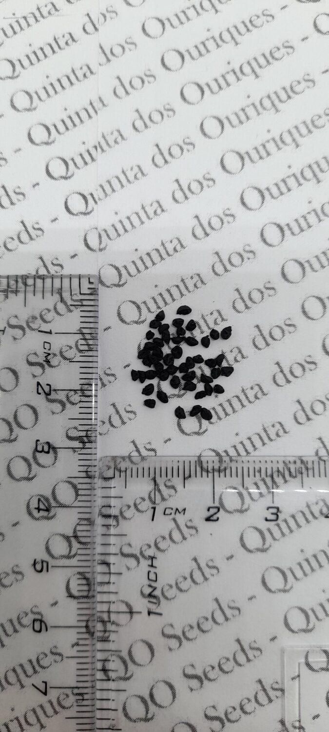 Allium ampeloprasum / Allium adscendens - Porrum Geant de Suisse, Wild Leek, Broadleaf Wild Leek, Giant Swiss Leek, Giant Swiss Leek Early Summer, Giant Leek - Image 13