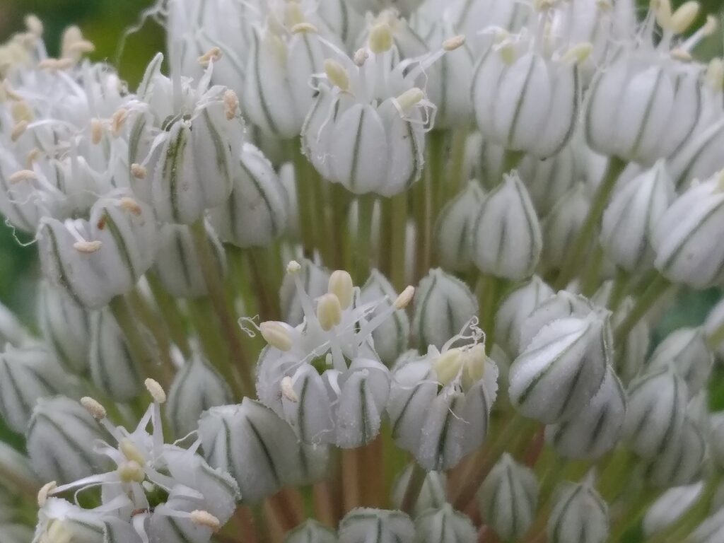 Allium cepa 'Stuttgarter Giant' - Allium cepa, Stuttgarter Giant Onion - Image 3