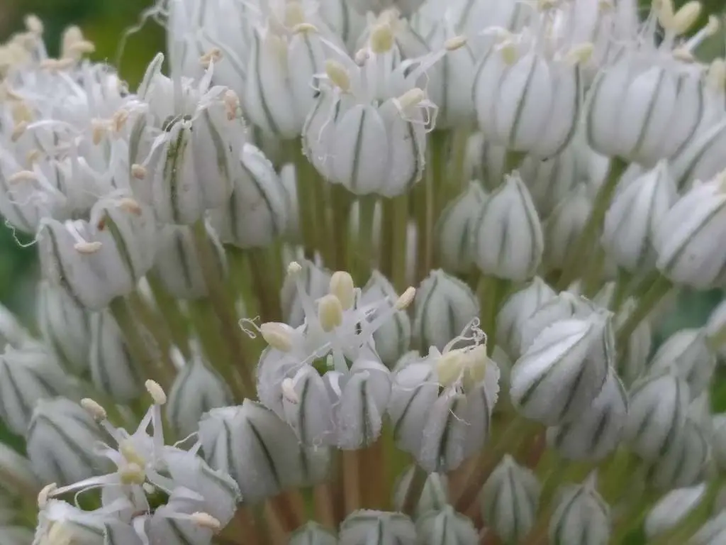 Allium cepa 'Stuttgarter Giant' - Allium cepa, Stuttgarter Giant Onion - Image 3