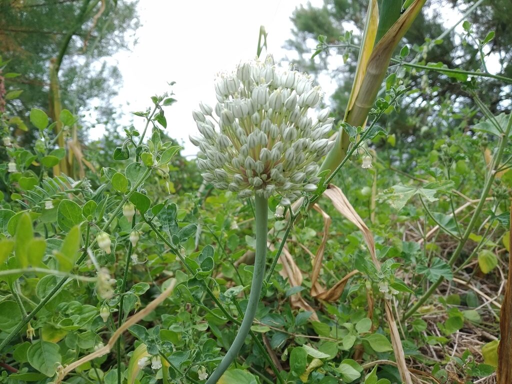 Allium cepa 'Stuttgarter Giant' - Allium cepa, Stuttgarter Giant Onion - Image 5