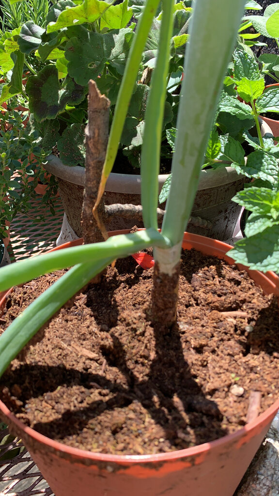 Allium cepa 'Stuttgarter Giant' - Allium cepa, Stuttgarter Giant Onion - Image 6