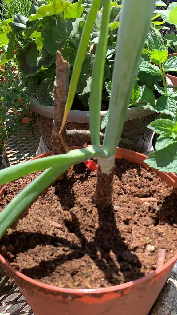 Allium cepa 'Stuttgarter Giant' - Allium cepa, Stuttgarter Giant Onion - Image 6