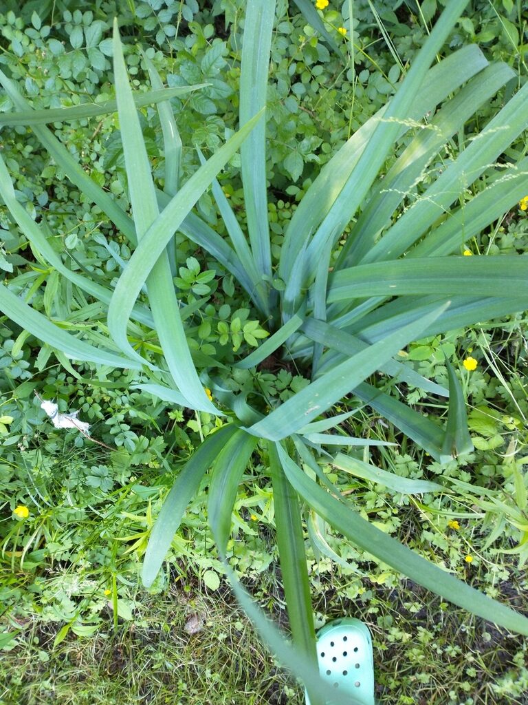 Allium cepa 'Stuttgarter Giant' - Allium cepa, Stuttgarter Giant Onion - Image 8