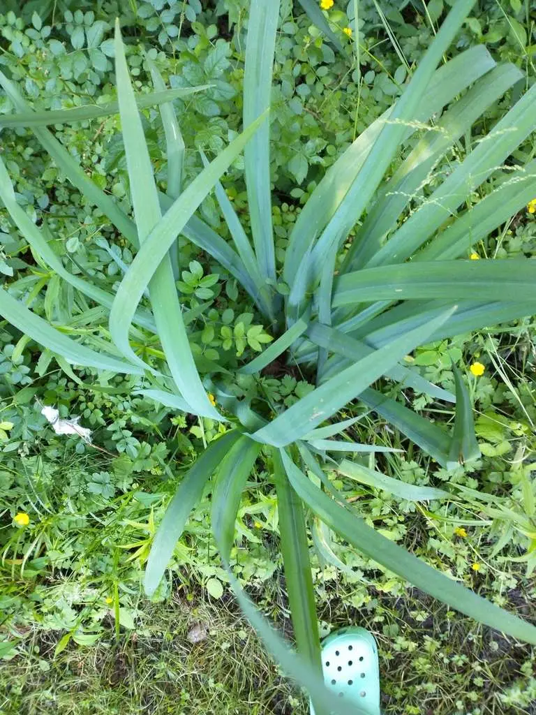 Allium cepa 'Stuttgarter Giant' - Allium cepa, Stuttgarter Giant Onion - Image 8