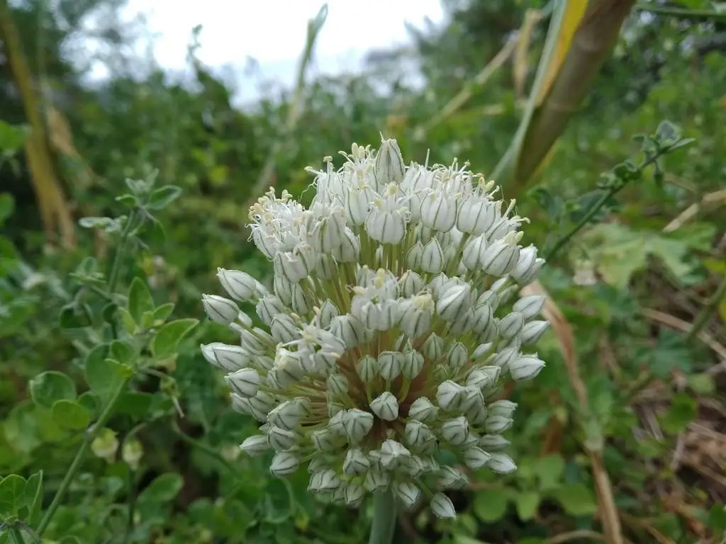 Allium cepa 'Stuttgarter Giant' - Allium cepa, Stuttgarter Giant Onion - Image 9