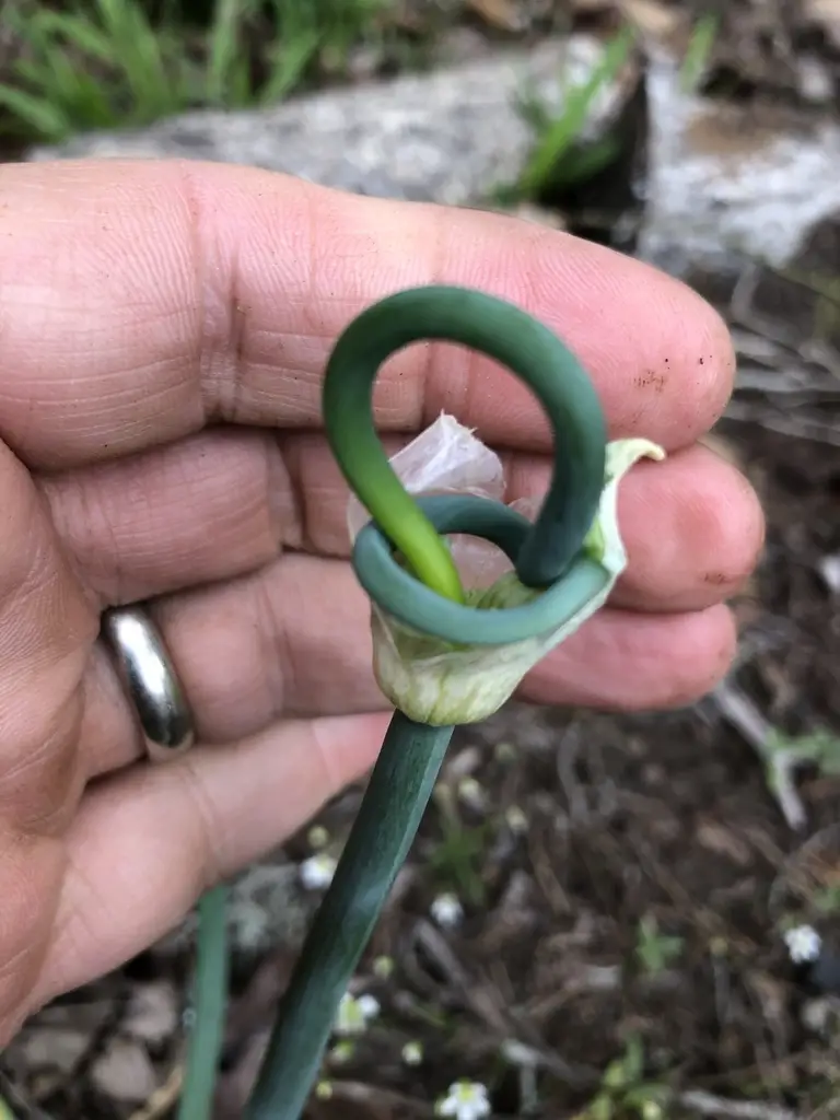 Allium cepa 'Stuttgarter Giant' - Allium cepa, Stuttgarter Giant Onion - Image 10