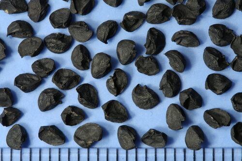 Allium cepa 'Stuttgarter Giant' - Allium cepa, Stuttgarter Giant Onion - Image 11