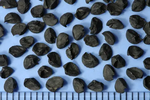 Allium cepa 'Stuttgarter Giant' - Allium cepa, Stuttgarter Giant Onion - Image 11