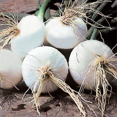 Allium cepa 'Bianca di Giugnio' - White Onion