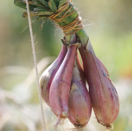 Allium cepa 'Cuisse de Poulet Echalion' / Allium ascalonicum - Shallot, french shallot, eschallots