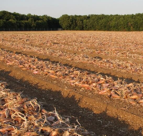 Allium cepa 'Cuisse de Poulet Echalion' / Allium ascalonicum - Shallot, french shallot, eschallots - Image 2