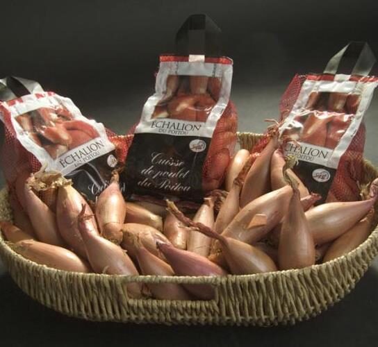 Allium cepa 'Cuisse de Poulet Echalion' / Allium ascalonicum - Shallot, french shallot, eschallots - Image 4