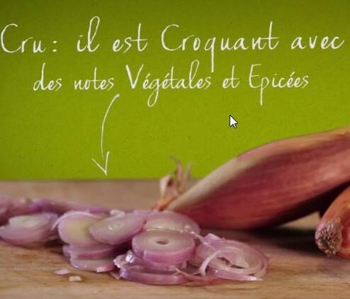 Allium cepa 'Cuisse de Poulet Echalion' / Allium ascalonicum - Shallot, french shallot, eschallots - Image 5
