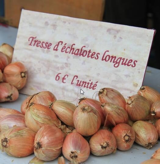 Allium cepa 'Cuisse de Poulet Echalion' / Allium ascalonicum - Shallot, french shallot, eschallots - Image 6