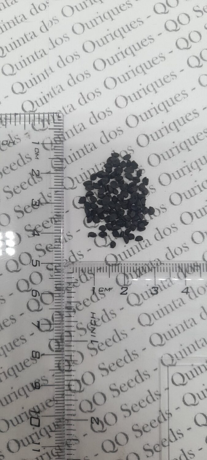 Allium cepa 'Cuisse de Poulet Echalion' / Allium ascalonicum - Shallot, french shallot, eschallots - Image 9