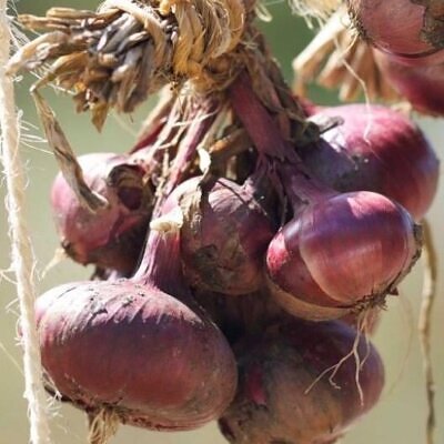 Allium cepa 'Rouge Foncé de Hollande' - Red Burgundy Onion, Brunswick Wine Onion, Dark Red Dutch Onion, Deep Red Holland Onion