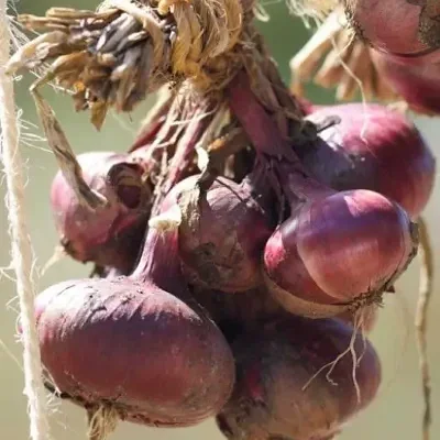 Allium cepa 'Rouge Foncé de Hollande' - Red Burgundy Onion, Brunswick Wine Onion, Dark Red Dutch Onion, Deep Red Holland Onion