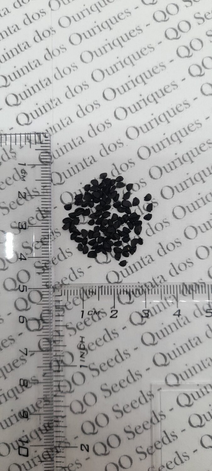 Allium fistulosum 'Red Ninja' - Red Chives, Santa Chives, Red Beard Chives, Red Ninja - Image 2