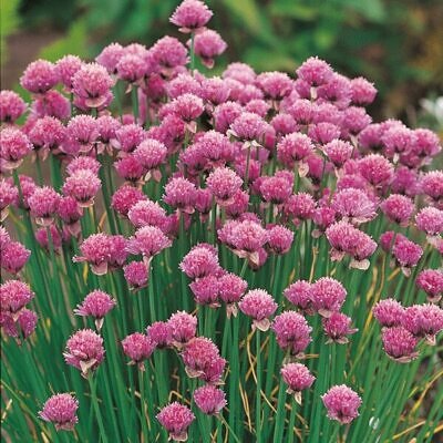 Allium schoenoprasum 'Fine Leaved' - Chives 'Fine Leaved'