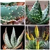 Aloe aculeata - Ngopanie Aloe - Quinta dos Ouriques