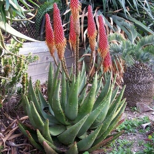 Aloe aculeata - Ngopanie Aloe - Image 2