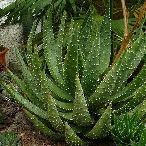 Aloe aculeata - Ngopanie Aloe - Image 3