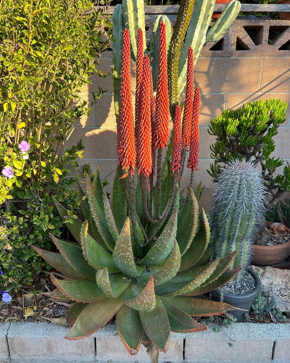 Aloe aculeata - Ngopanie Aloe - Image 6