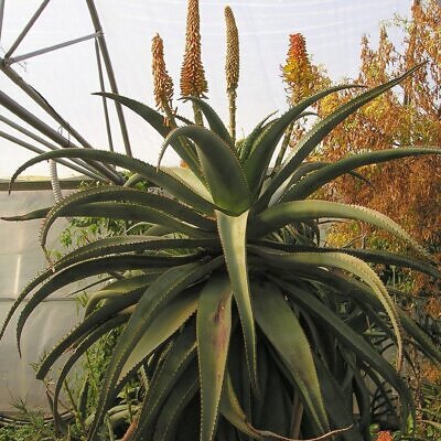 Aloe africana - African Aloe