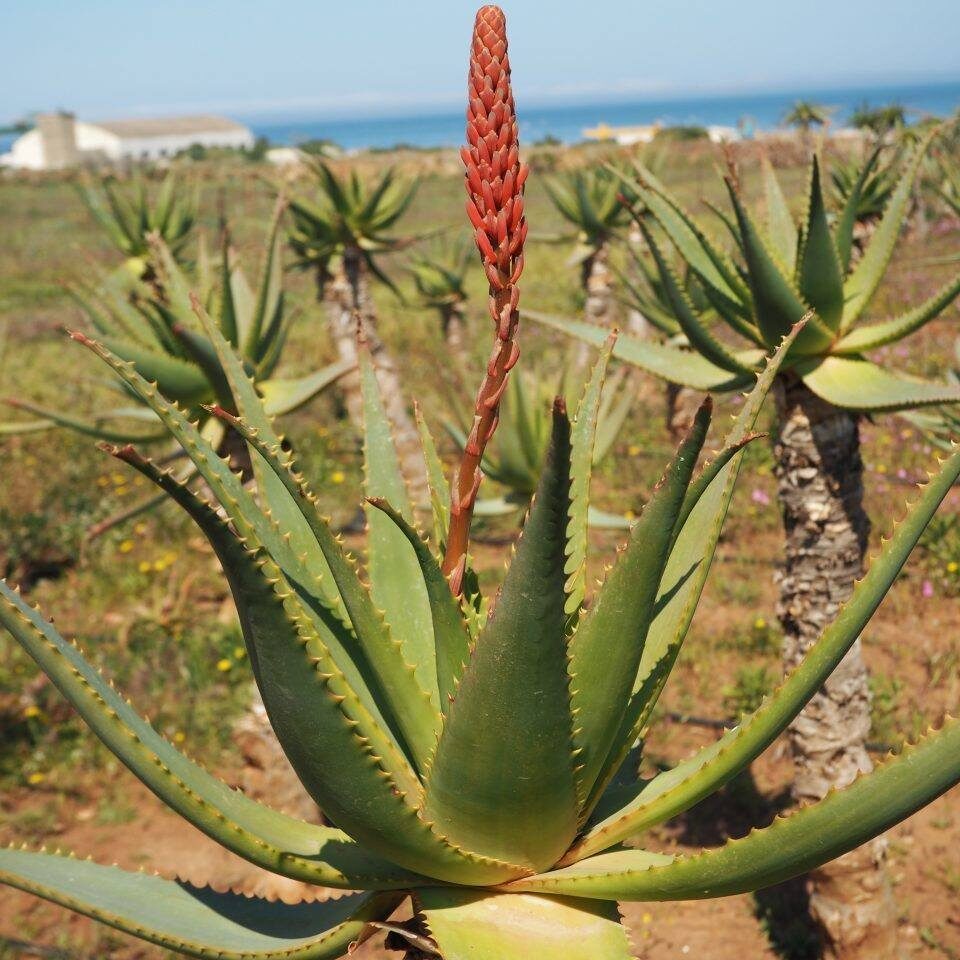 Aloe arborescens - Krantz Aloe