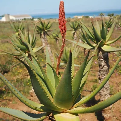 Aloe arborescens - Krantz Aloe