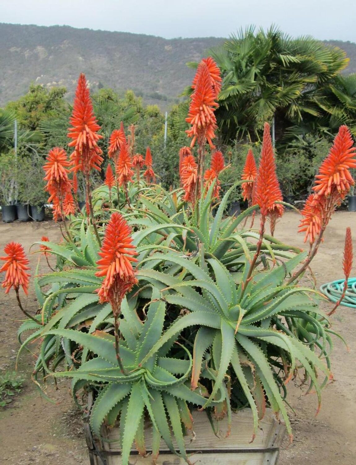 Aloe arborescens - Krantz Aloe - Image 3