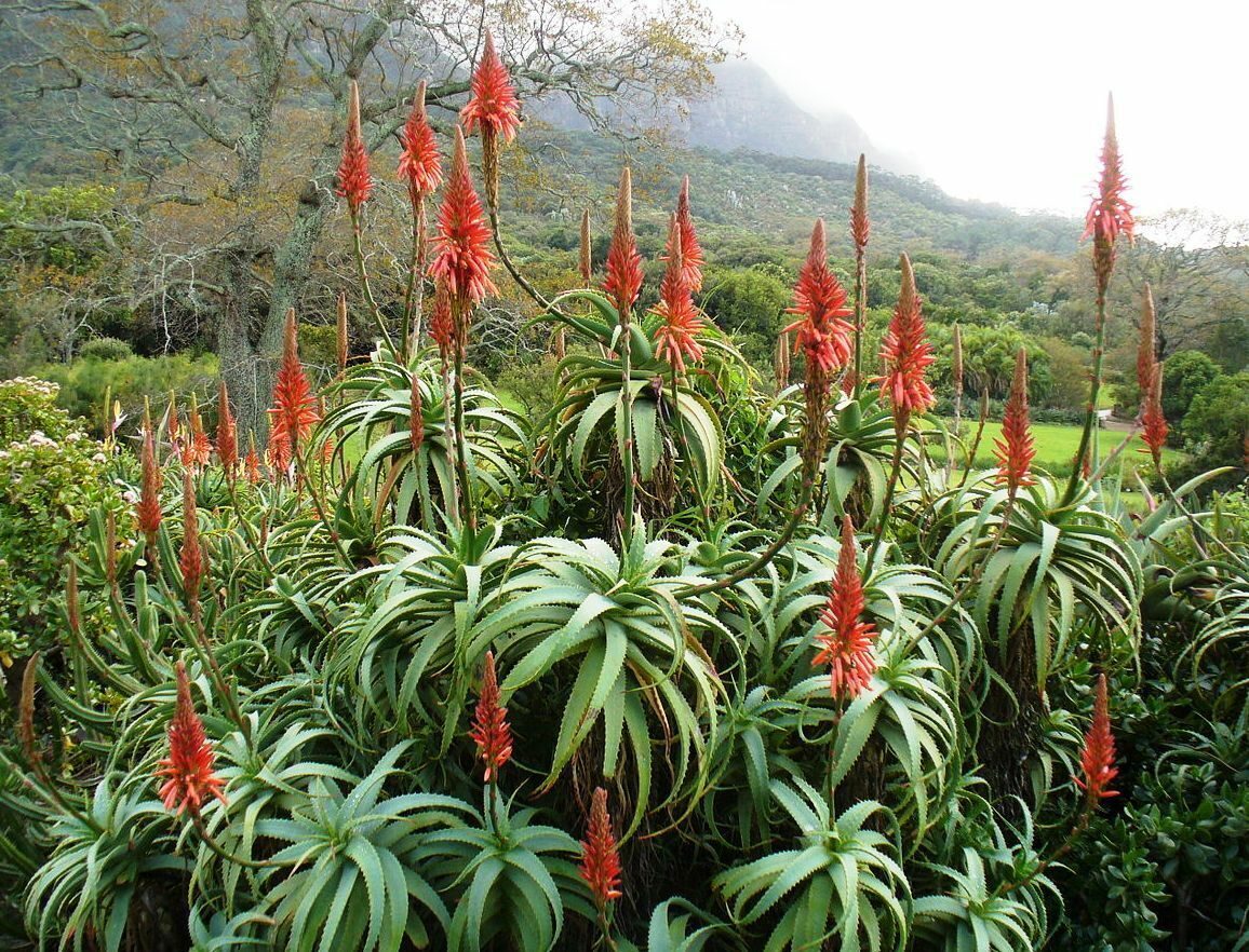 Aloe arborescens - Krantz Aloe - Image 8