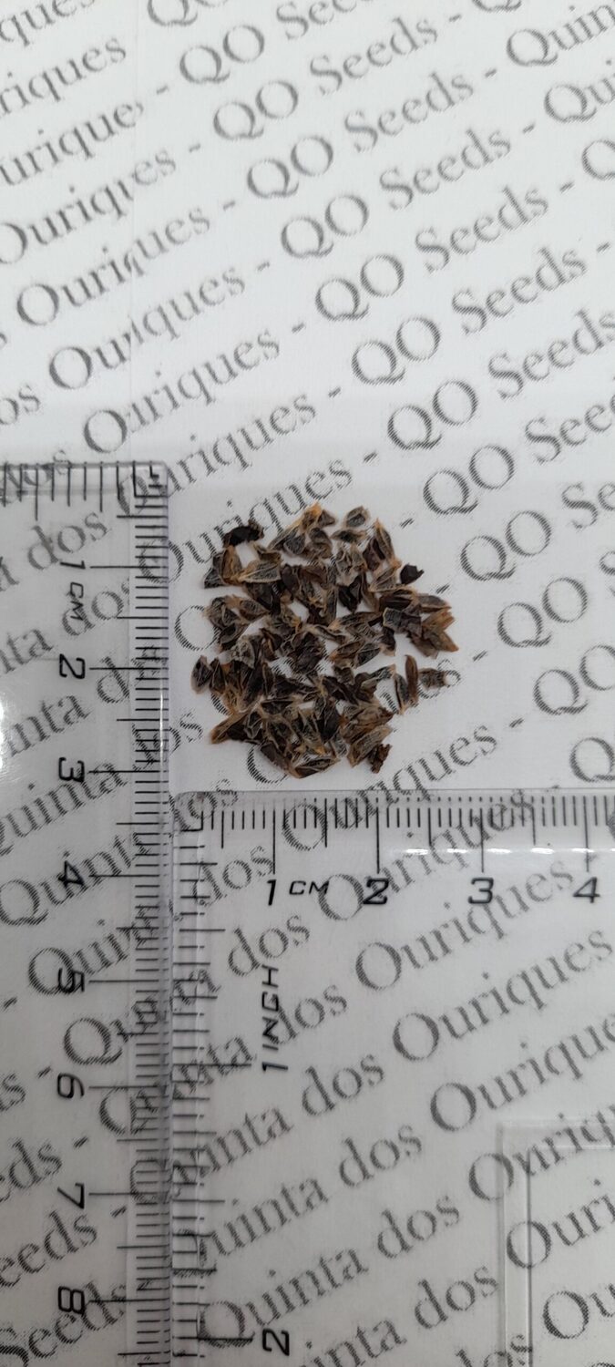 Aloe arborescens - Krantz Aloe - Image 9