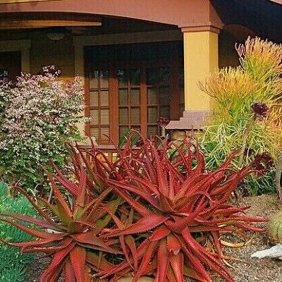 Aloe cameronii - Red Aloe