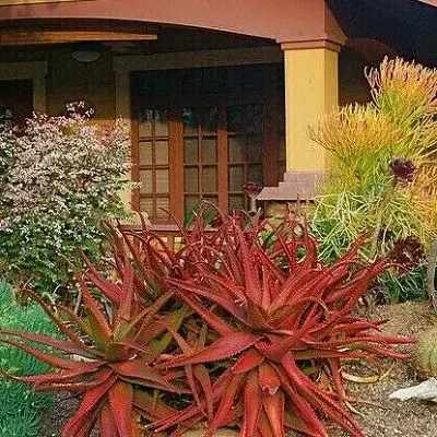 Aloe cameronii - Red Aloe