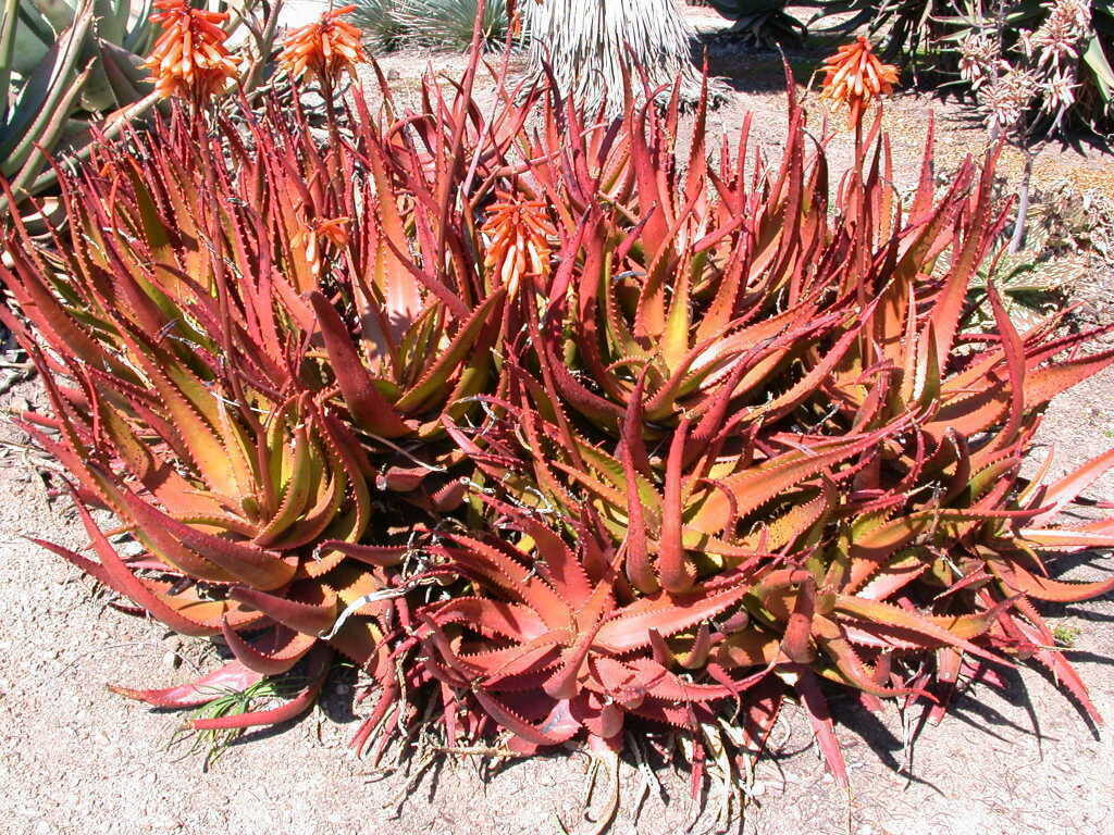 Aloe cameronii - Red Aloe - Image 3