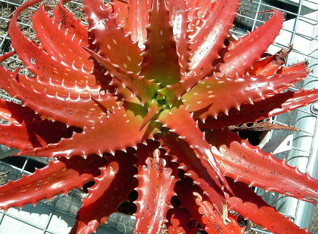 Aloe cameronii - Red Aloe - Image 4