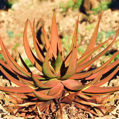 Aloe gariepensis - Gariep River Aloe