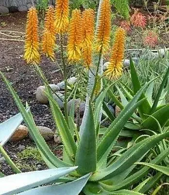Aloe kaokoensis -