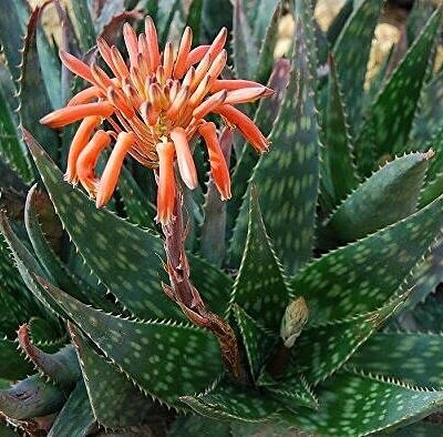 Aloe maculata 'Robusta' - Soap Aloe
