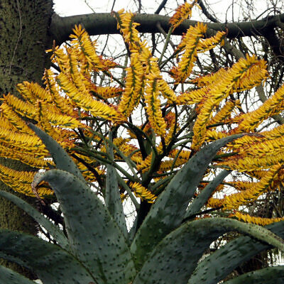 Aloe marlothii subsp. marlothii - Aloe spectabilis mountain