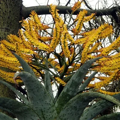 Aloe marlothii subsp. marlothii - Aloe spectabilis mountain