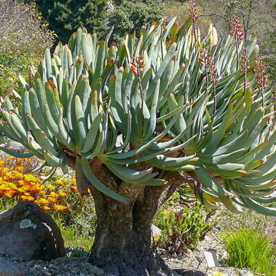Aloe plicatilis - Fan Aloe