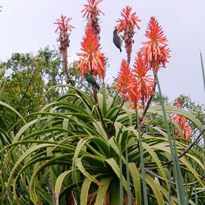 Aloe pluridens - French Aloe