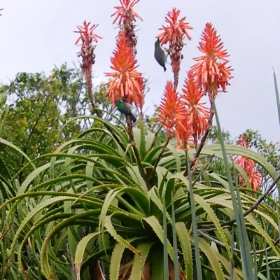 Aloe pluridens - French Aloe