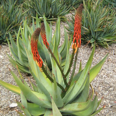 Aloe reitzii - Reitz Aloe