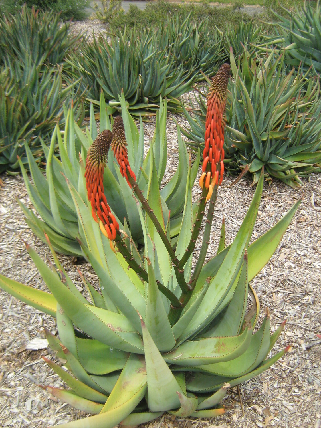 Aloe reitzii - Reitz Aloe